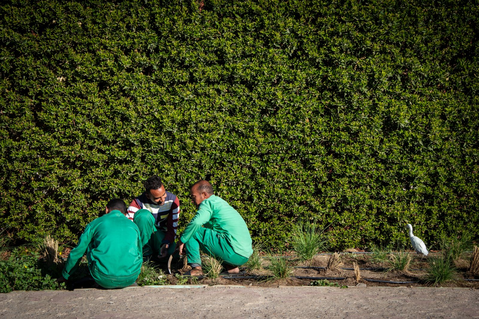 Unser Team bei der Arbeit an einer Hecke