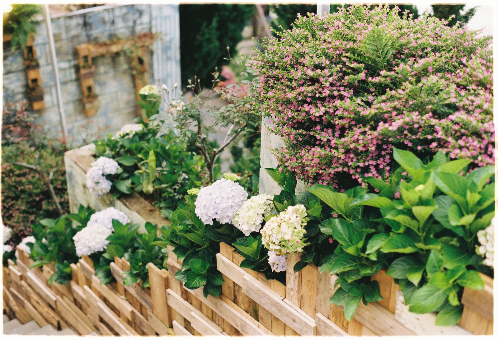Farbenfroher Garten mit Hortensien und Holzzaun